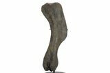 Hadrosaur (Hypacrosaurus) Right Humerus Bone - Montana #242361-1